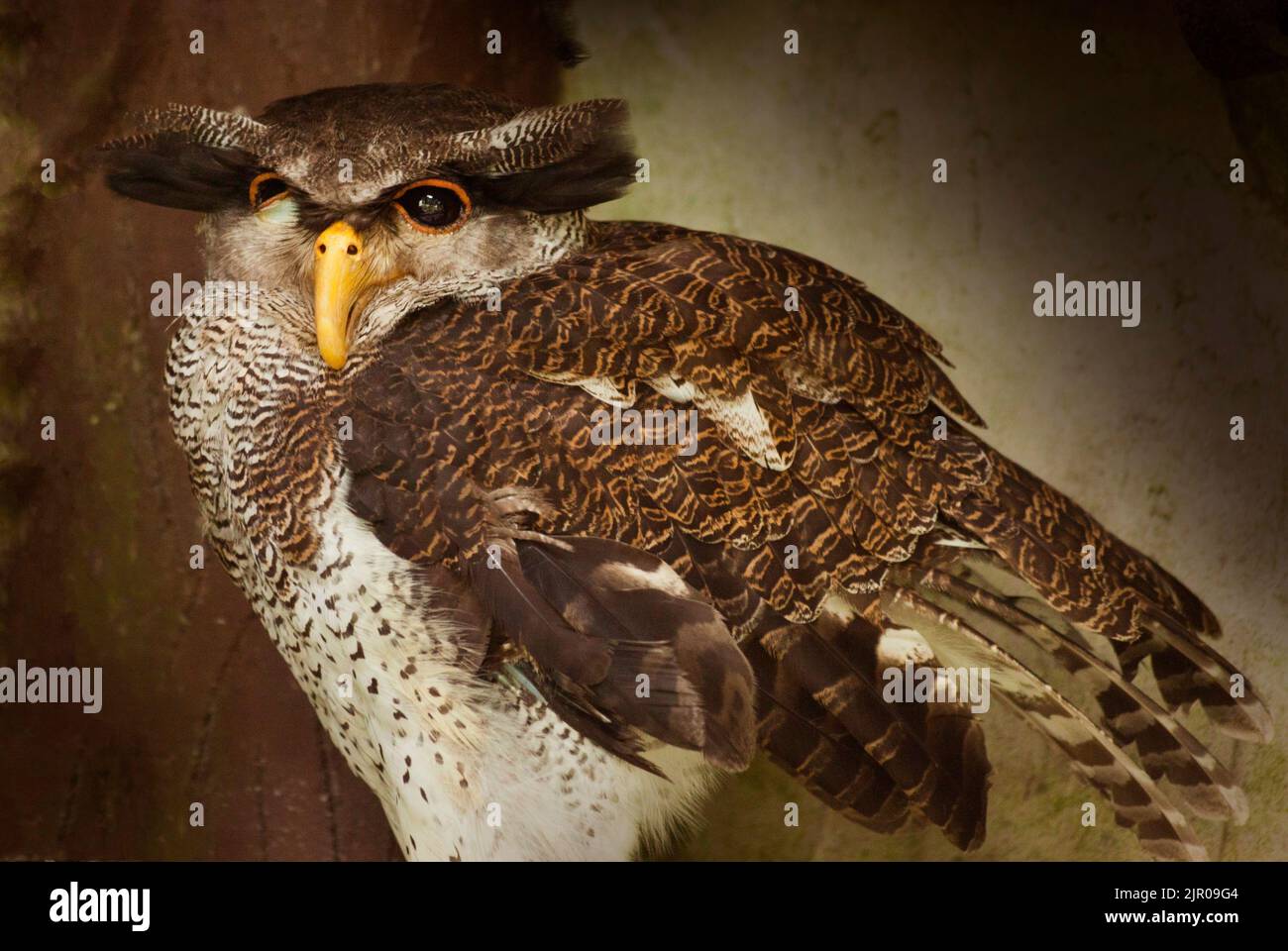 Barred Malay Eagle Owl, Bubo sumatranus Foto Stock