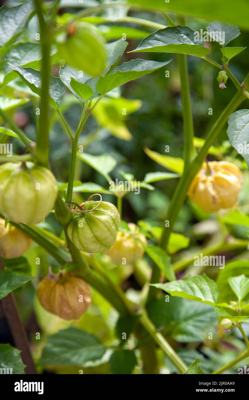 Physalis philadelphica, Tomatillo pianta che cresce a Garden, Londra UK Foto Stock