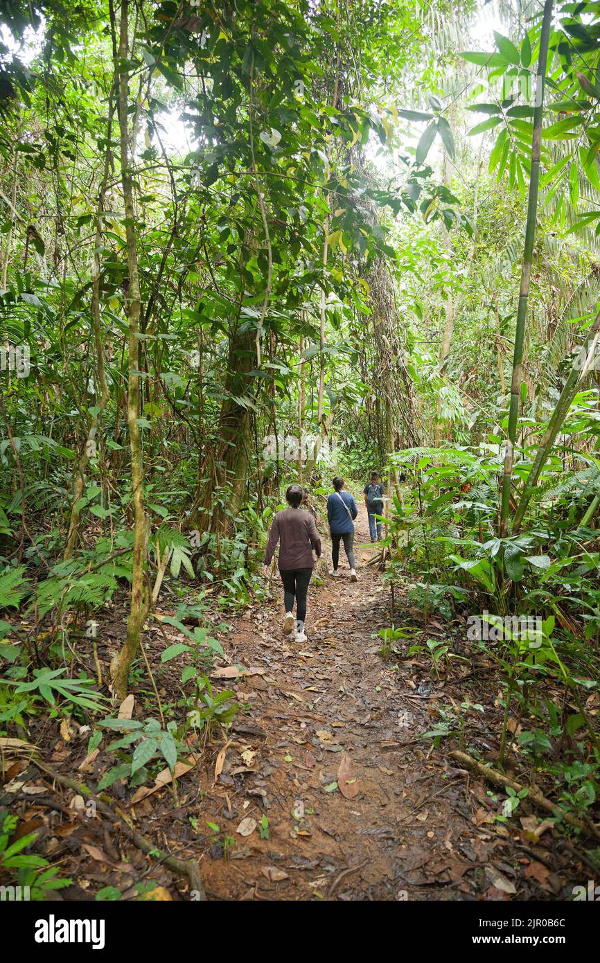 Trekking nella foresta pluviale attraverso una coda forestale, Cameron Highlands, Malesia Foto Stock