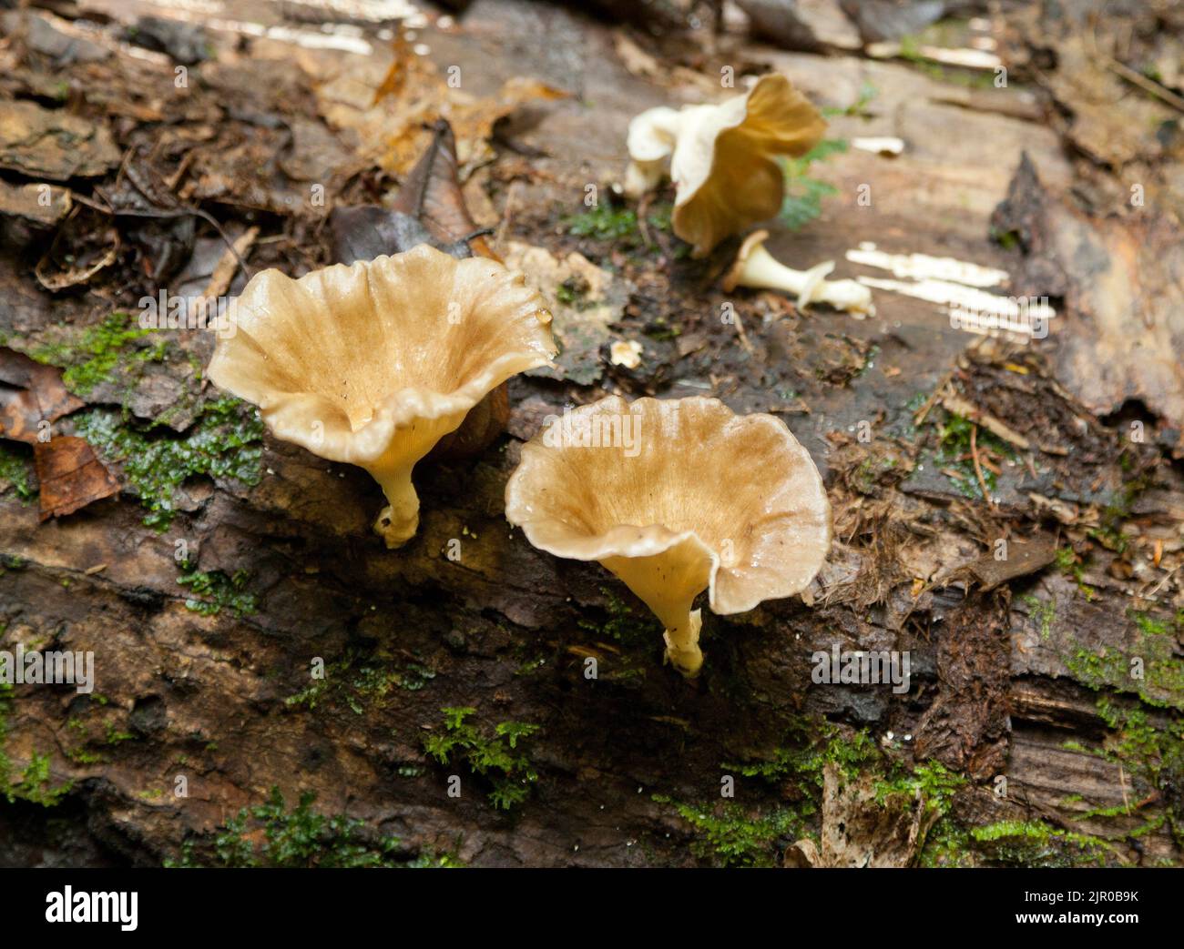 Cameron Highlands, Malesia, funghi forestali che crescono su legno marcio Foto Stock