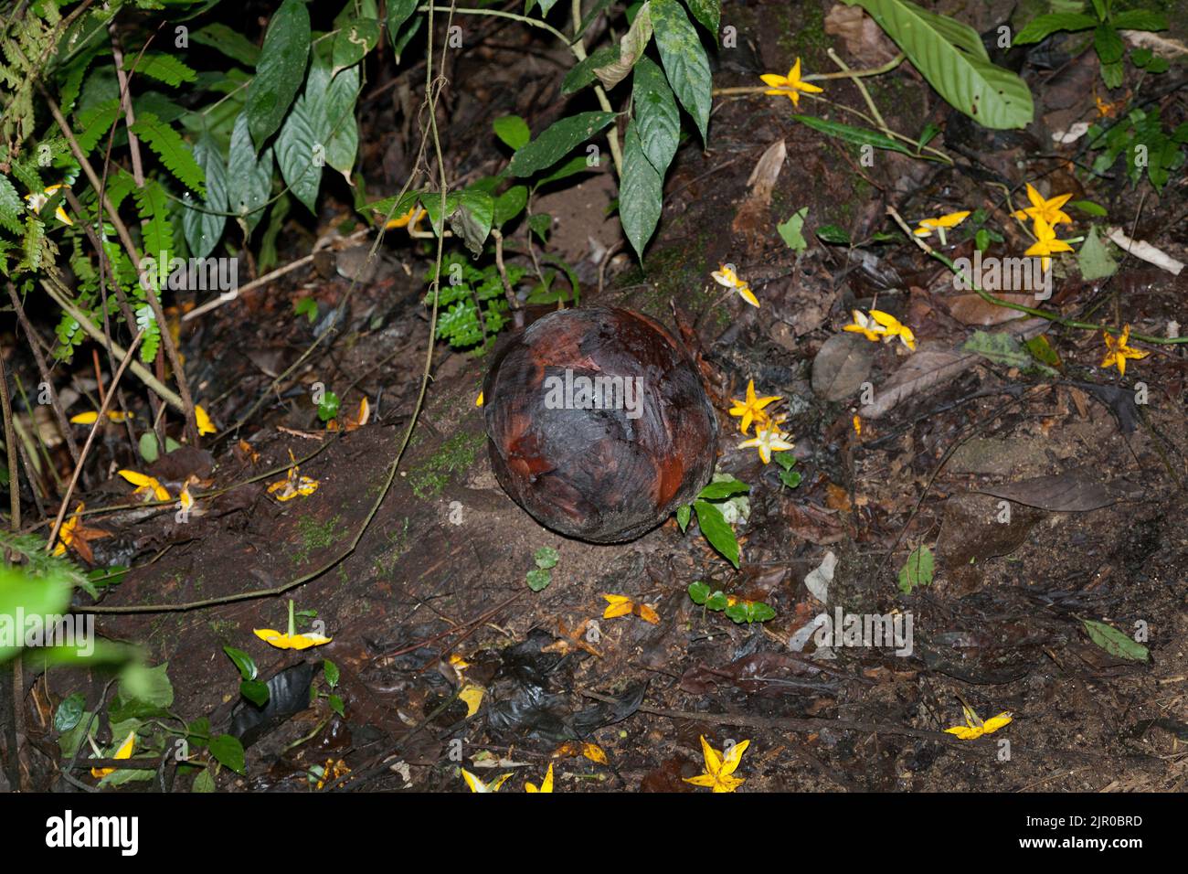 Rafflesia gemme sul pavimento della foresta, Rafflesia kerri, Cameron Highlands, Malesia Foto Stock