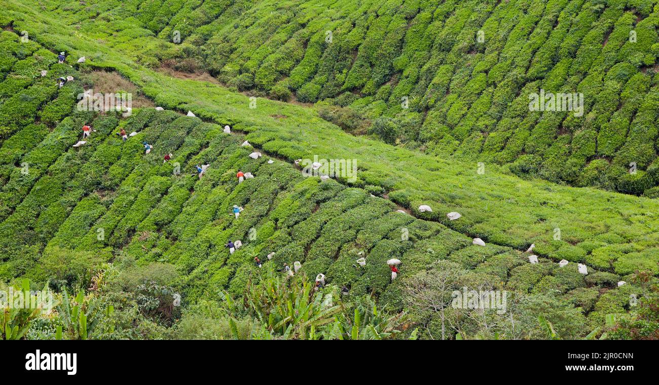 Raccoglitrici di tè al lavoro, Cameron Highlands, BOH piantagione di tè, Malesia. Foto Stock