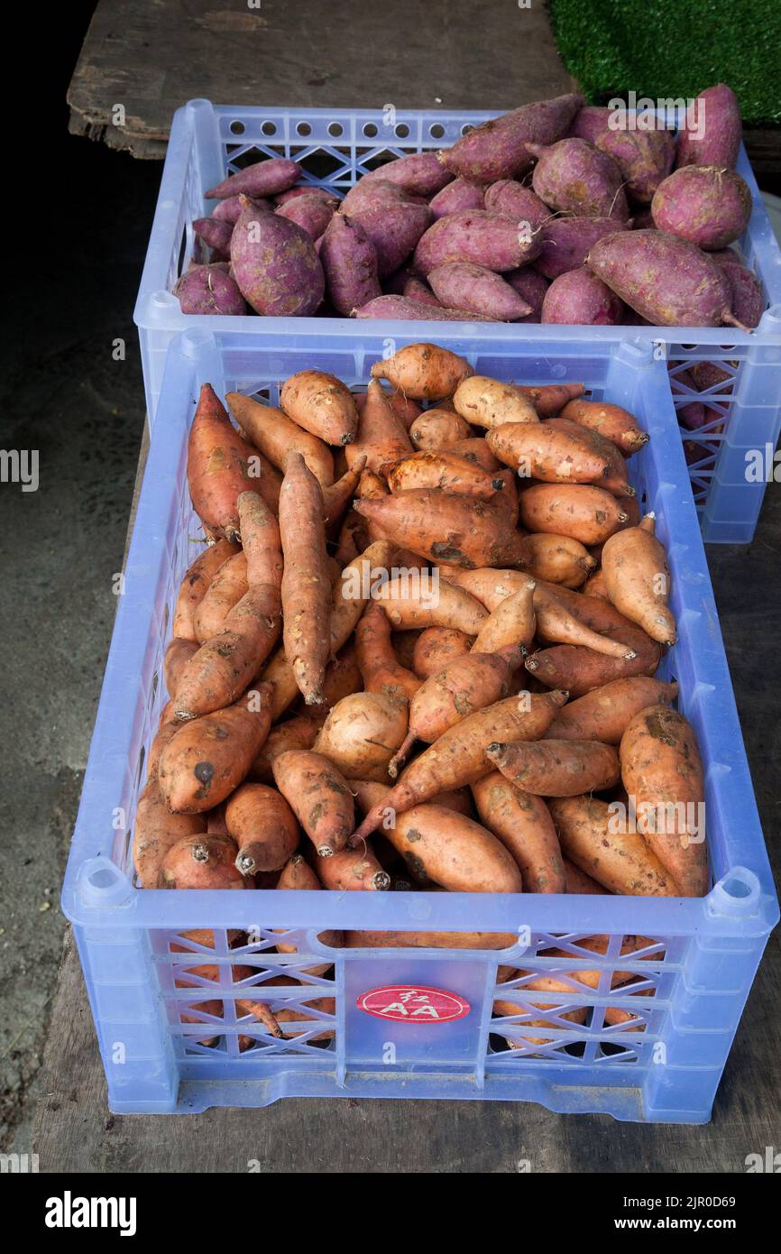 Varietà di patate dolci in uno stallo del mercato Cameron Highlands, Malesia Foto Stock