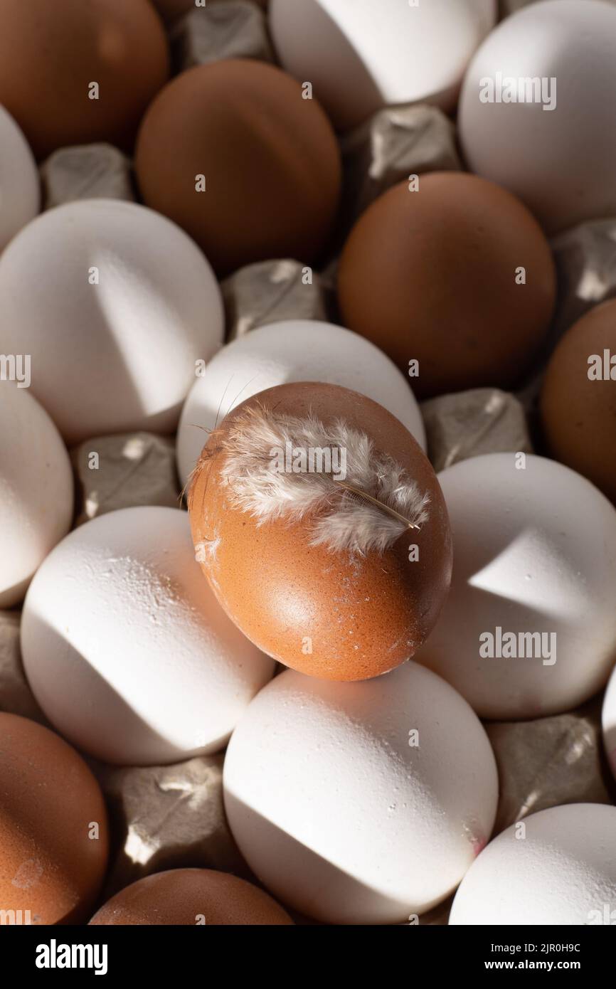 Sfondo uovo. Uova bianche e marroni in un vassoio della scatola di carta alimenti proteici. Eco biologico. Concetto di minimalismo. Foto Stock