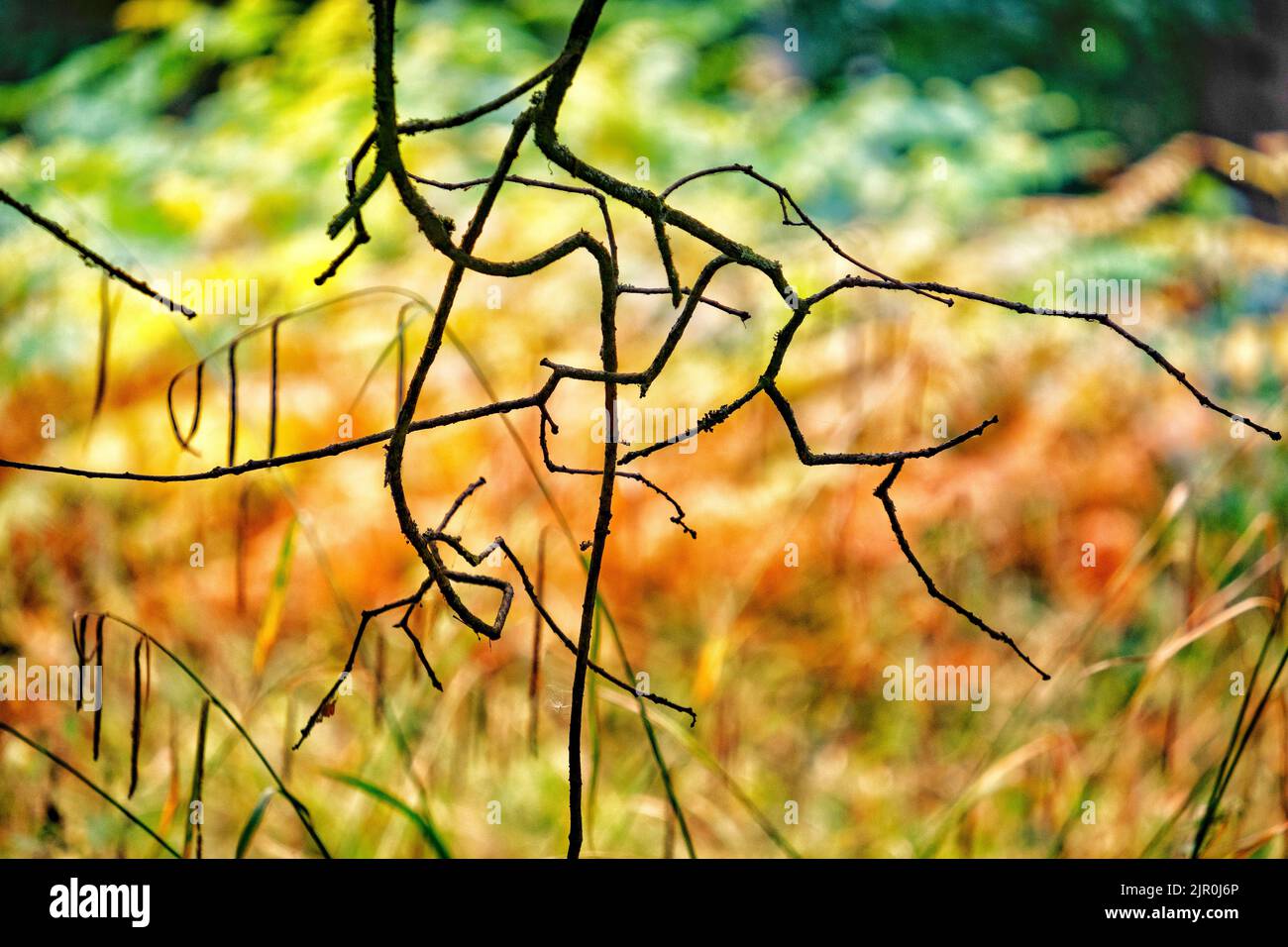 I rami morti di un albero si adagiano contro il colore bronzo del pavimento del bosco mentre il Bracken inizia a prendere il suo colore autunnale, Warwickshire, Eng. Foto Stock