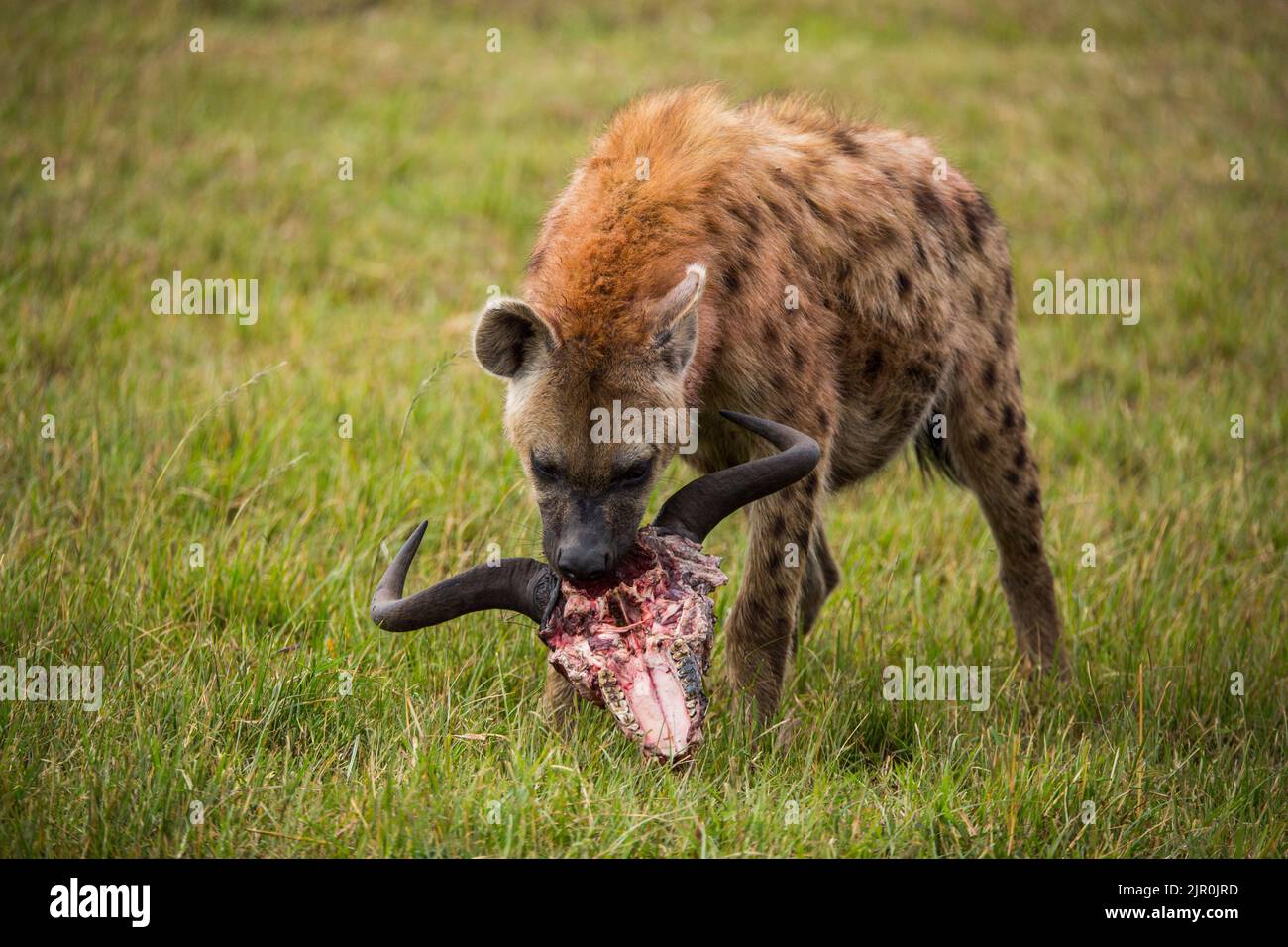 Una iena macchiata con un cranio più selvino Foto Stock