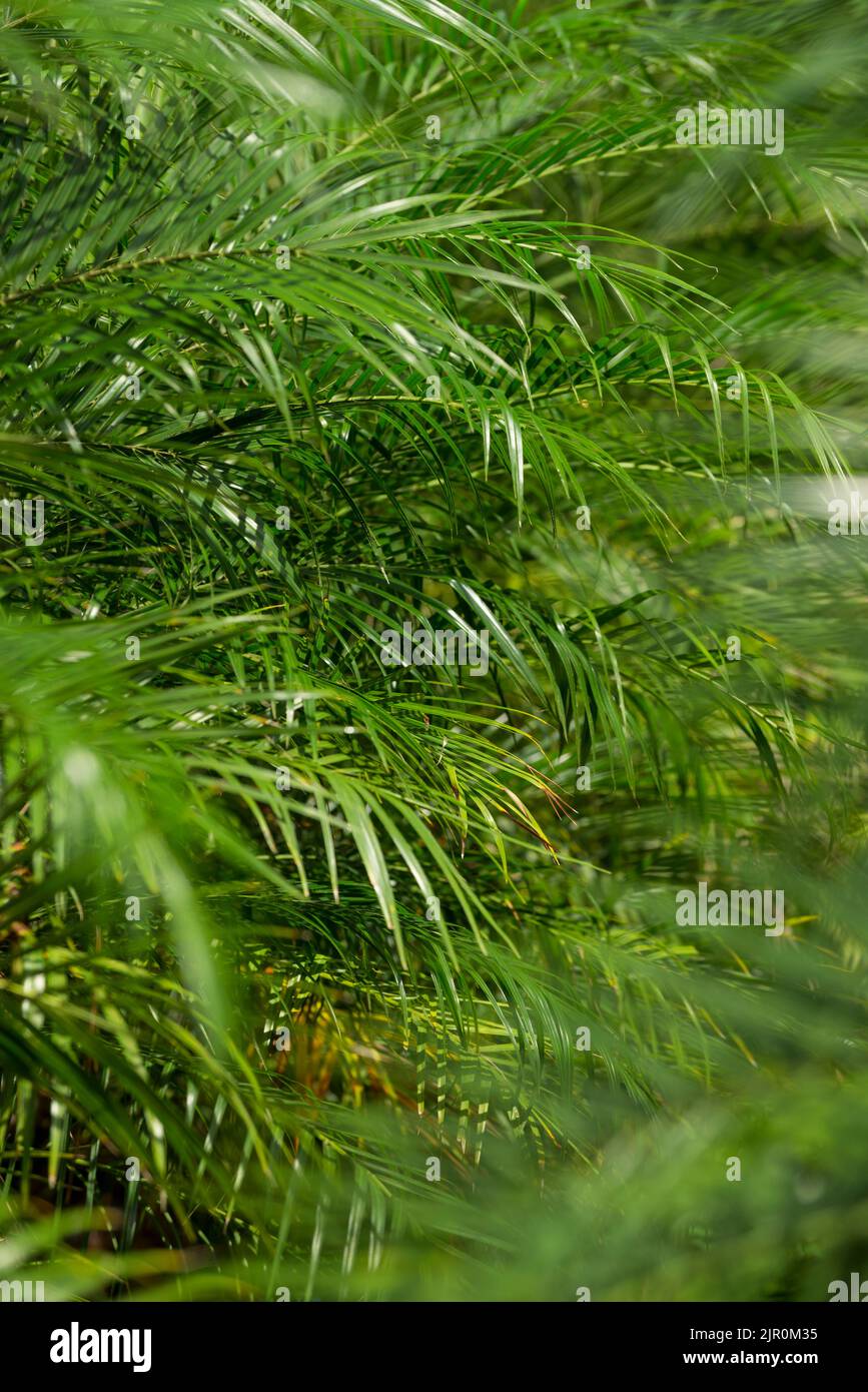 Sfondo tropicale con palme verdi - foto di scorta Foto Stock