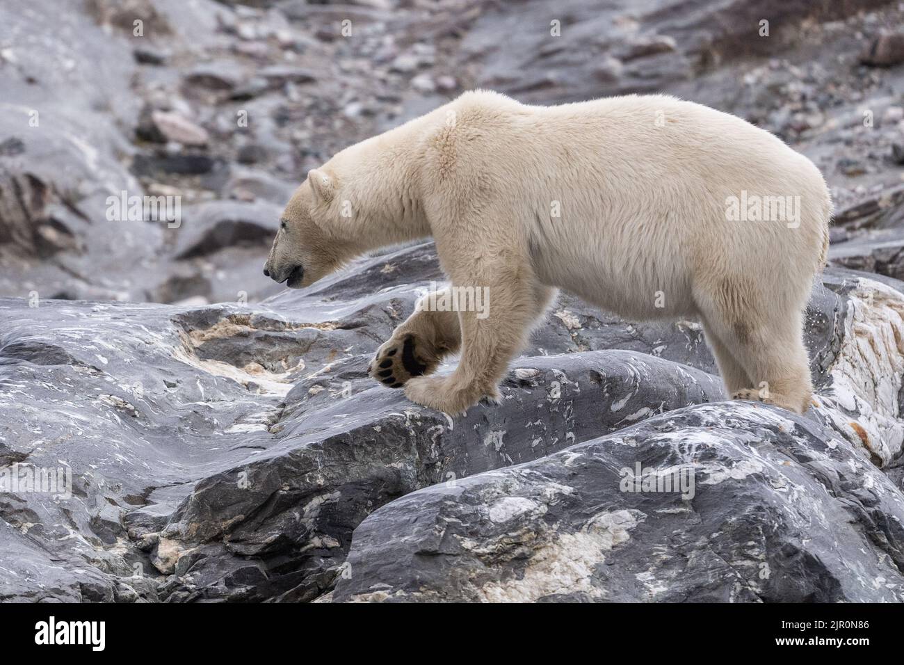 Un primo piano di un orso polare su una costa rocciosa a Svalbard Foto Stock