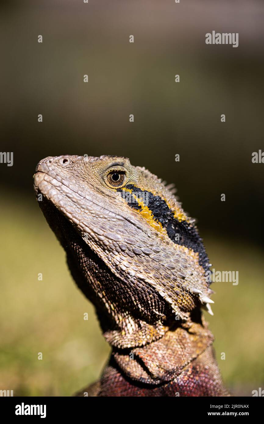 Un primo piano verticale di una lucertola di drago d'acqua australiana alla luce del sole Foto Stock