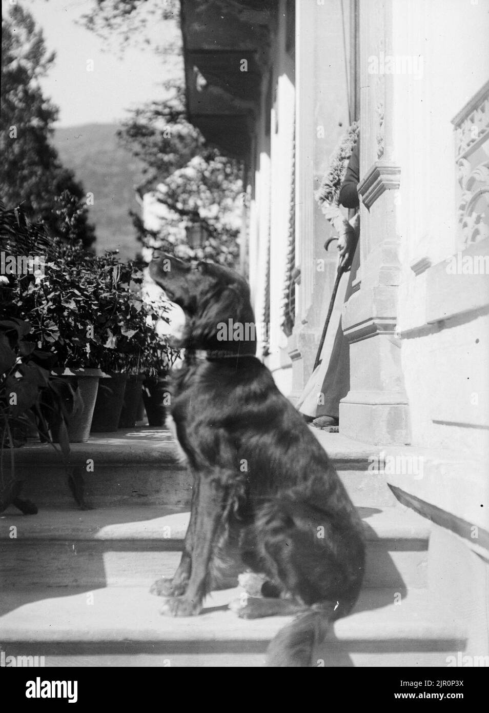 Top portrait de chien, Luchon, 20 settembre 1899, TRU C 41 - Fonds Trutat Foto Stock