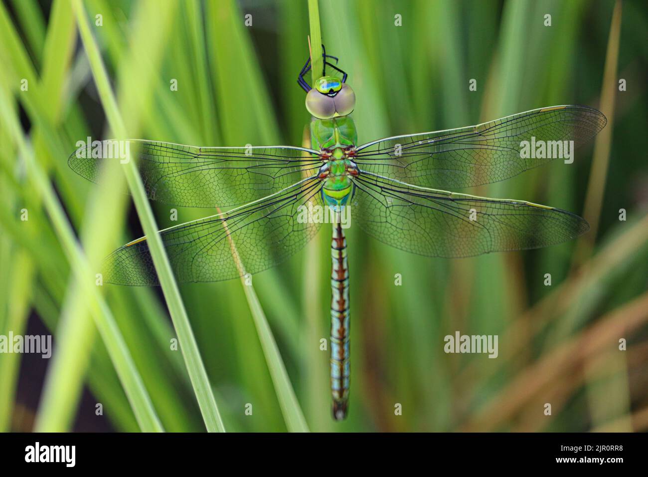 Libellula verde in una fattoria sulla riva occidentale del fiume Nilo a Luxor, Egitto Foto Stock