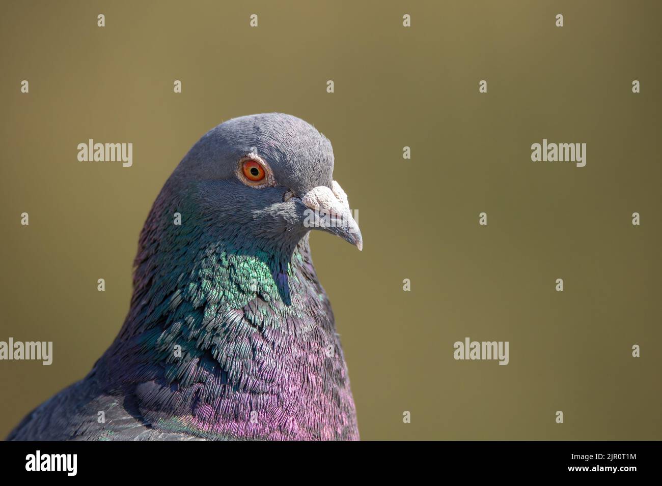 Primo piano della testa e dell'occhio del piccione Foto Stock