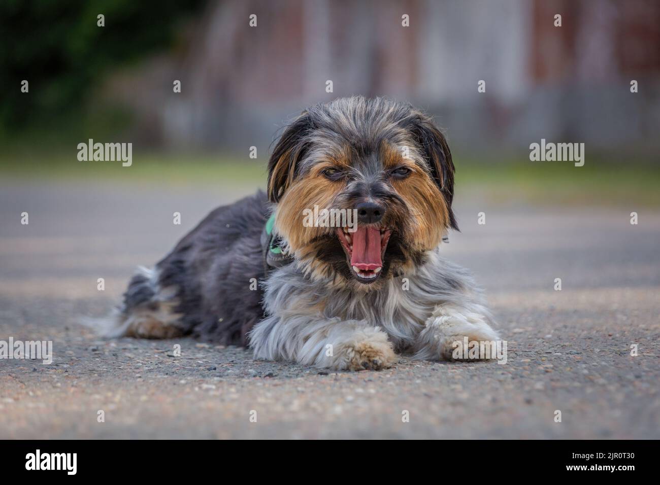 Carino cane sdraiato a terra sbadigliando Foto Stock