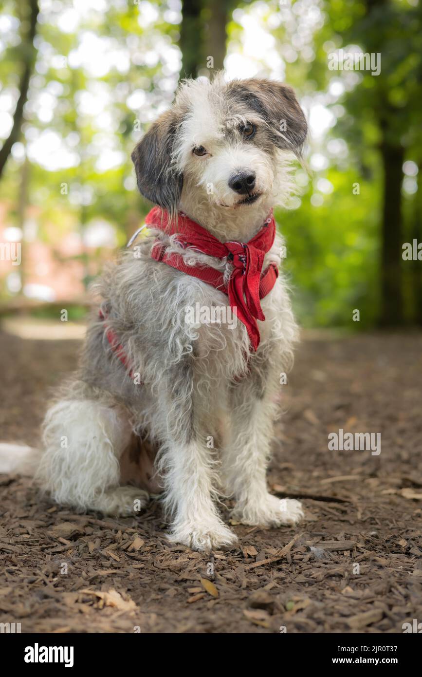 Carino cane bianco e grigio indossando imbracatura rossa e bandana guardando con testa inclinata Foto Stock
