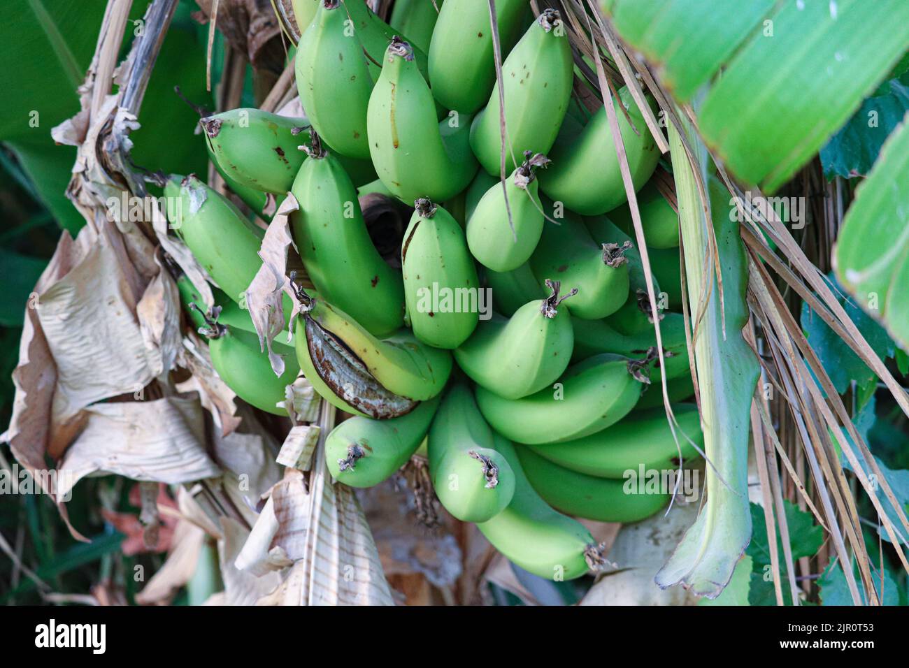 Frutti di banana verde alle fattorie della riva occidentale del fiume Nilo a Luxor, Egitto Foto Stock