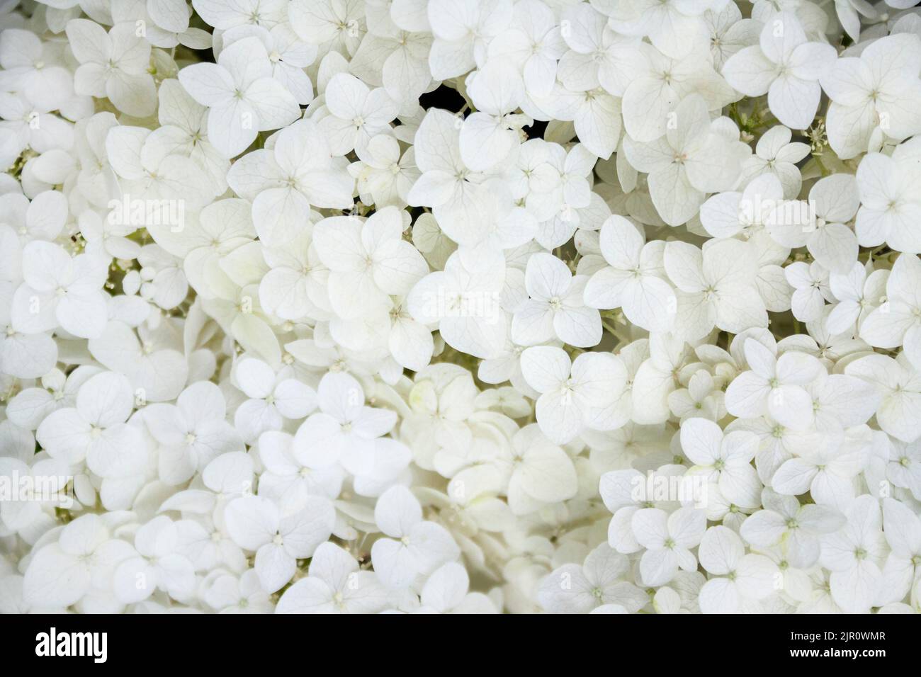 Annabelle Hydrangea arborescens bianco fiorente (comunemente noto come hydrangea liscia, hydrangea selvaggia, o sette corteccia). Primo piano Foto Stock