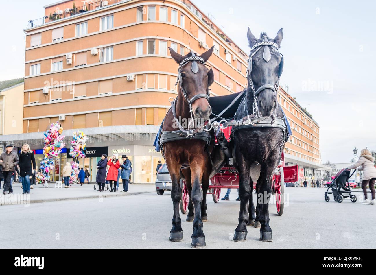Novi Sad, Serbia - Dicembre 13. 2019: Centro di Novi Sad. Due cavalli imbrigliati in carrozze rosse Foto Stock