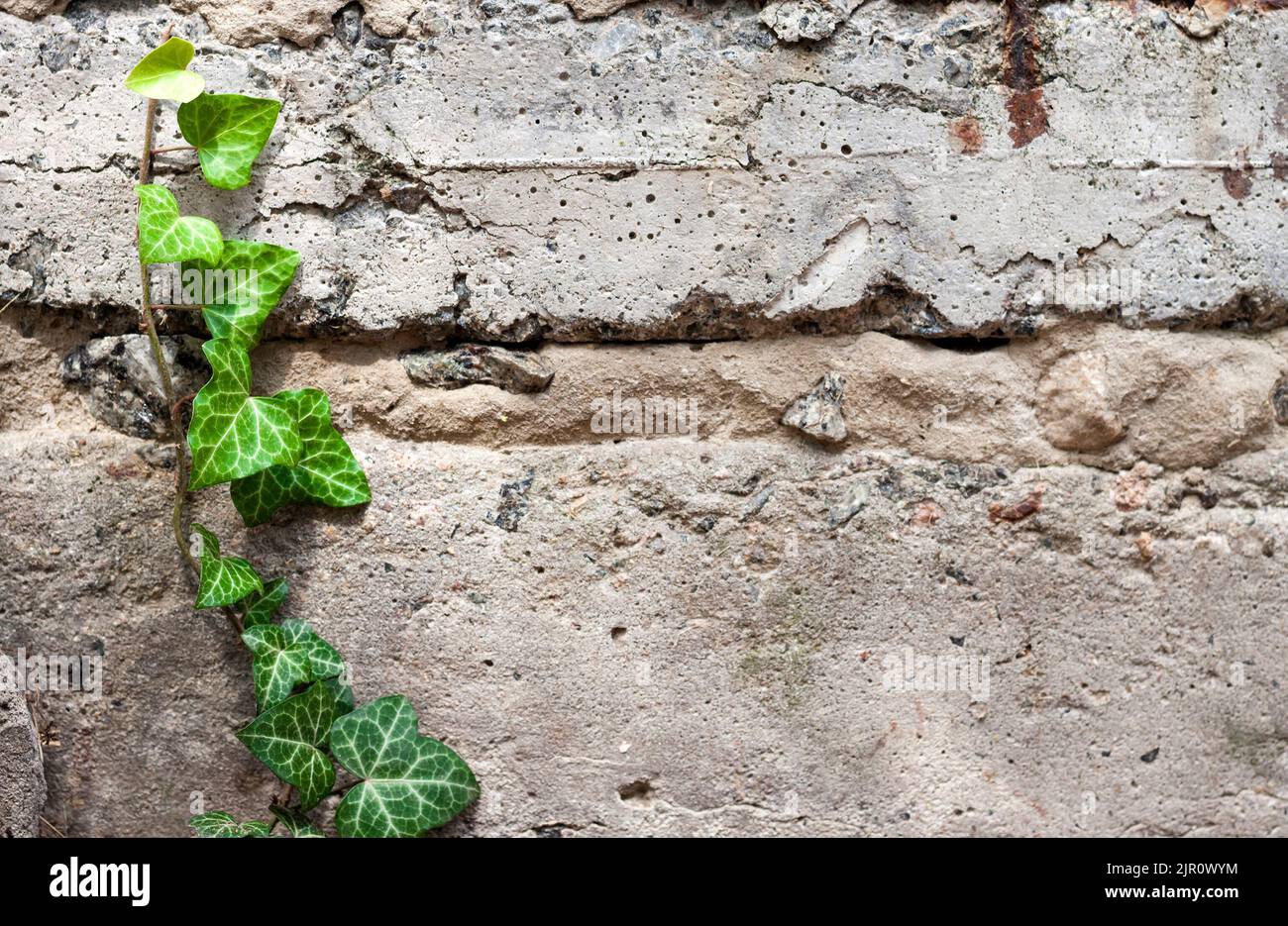 Primo piano di edera verde fresco che cresce attraverso un vecchio muro di cemento testurizzato. Spazio di copia Foto Stock