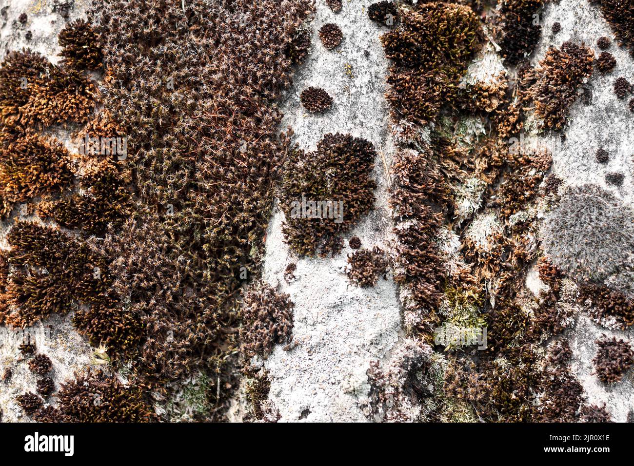 Primo piano di vecchio tetto in ardesia coperto di muschio secco e lichene. Sfondo naturale Foto Stock