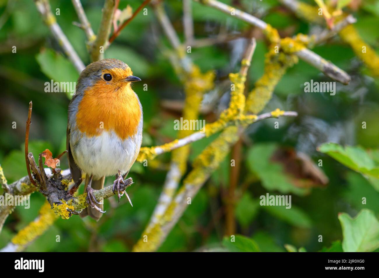 Robin uccello appollaiato su un ramo di albero Foto Stock