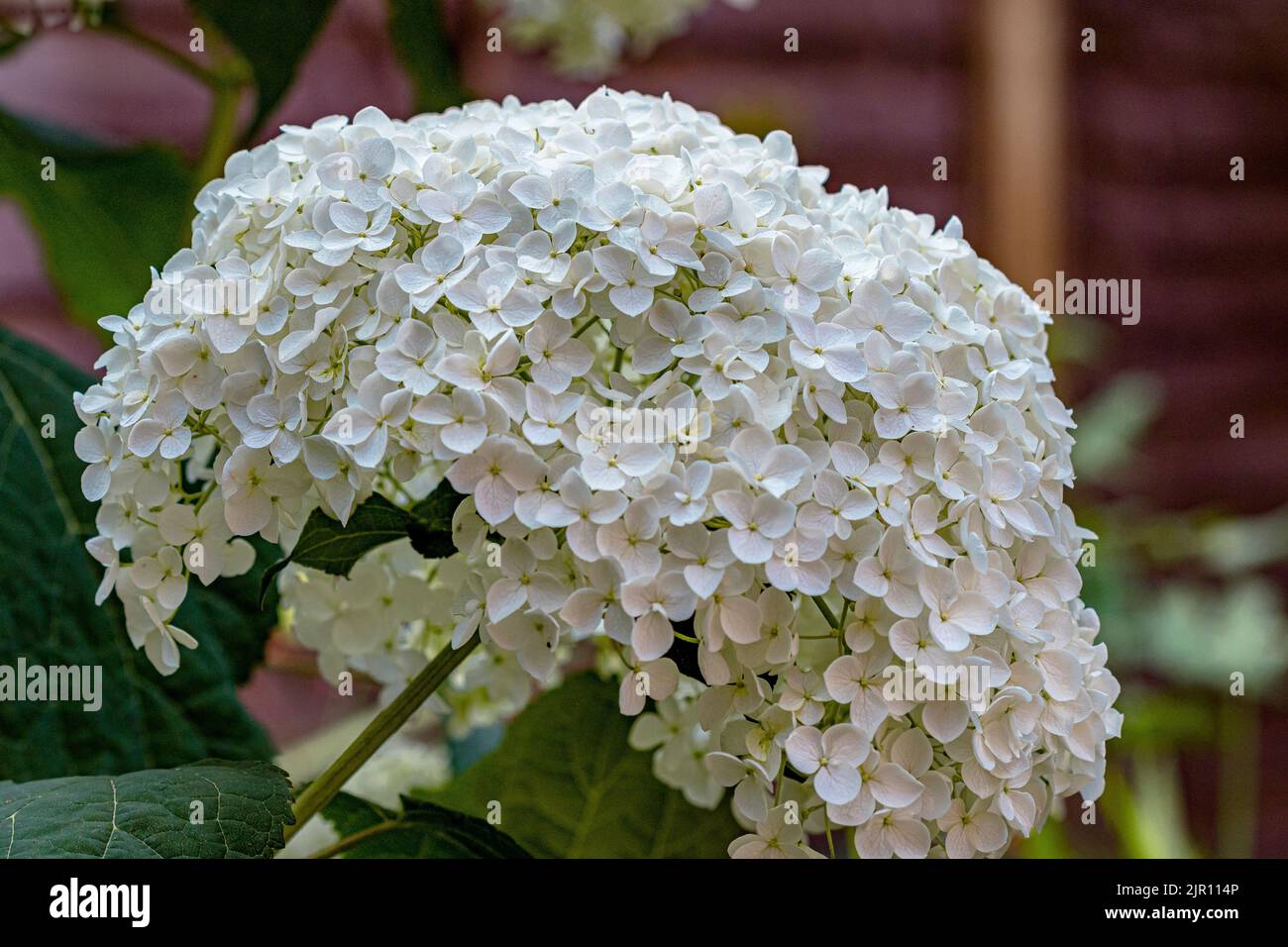 Hydrangea arborescens Annabelle, un grande arbusto nordamericano, che produce teste sferiche molto grandi di fiori bianchi sterili in estate Foto Stock