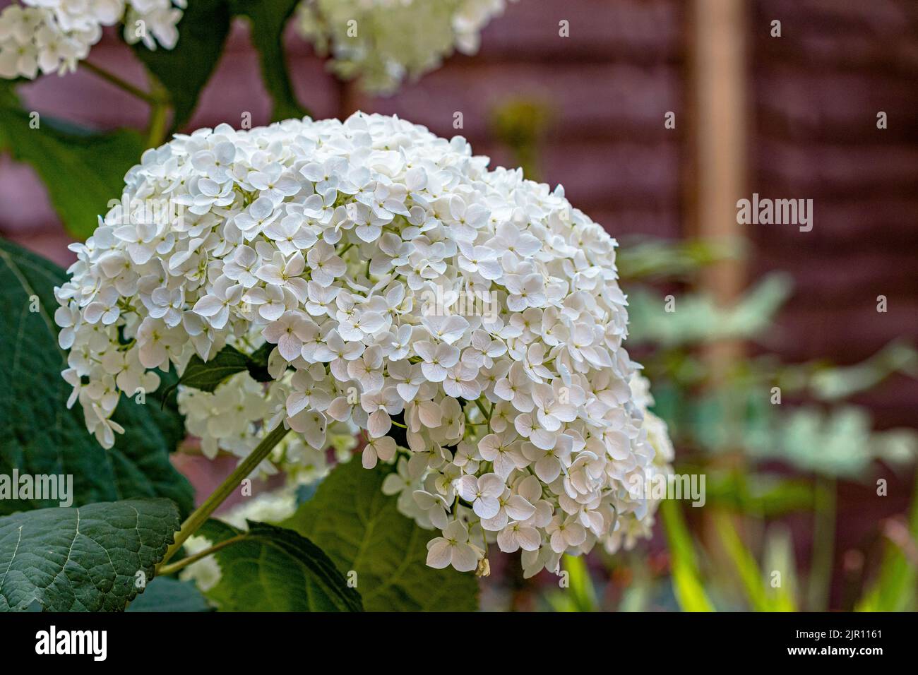Hydrangea arborescens Annabelle, un grande arbusto nordamericano, che produce teste sferiche molto grandi di fiori bianchi sterili in estate Foto Stock