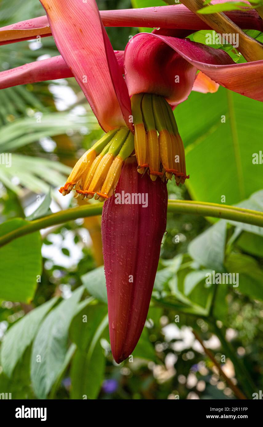 Il Abacá (Musa textilis), chiamato anche canapa di Manila, canapa di banana o canapa di Musa, è usato come pianta della fibra. Per esempio per la produzione di acqua di mare-res Foto Stock