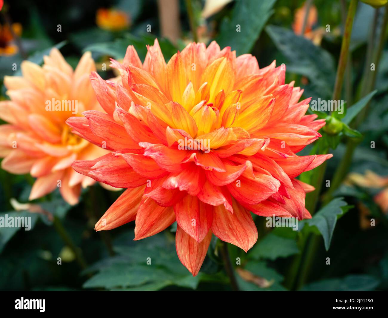 Vibranti petali rossi e arancioni dell'alta biancheria da letto estiva dahlia, Dahlia "Karma Fiesta" Foto Stock