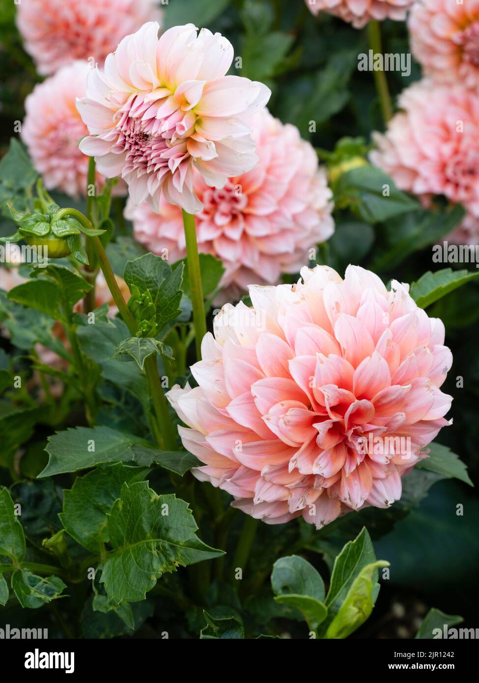 Fiori rosa tenui del semi duro estate biancheria da letto dahlia, Dahlia 'pesche' Foto Stock