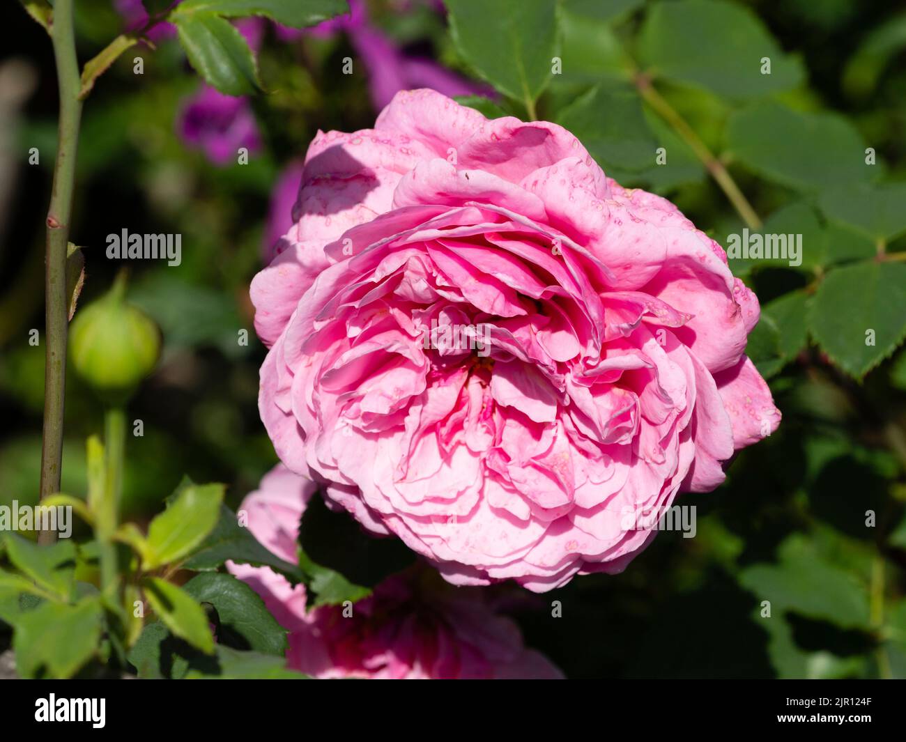 Profumato doppio fiore della fioritura estiva profumato arbusto rosa, rosa 'assemblage des Beautes' Foto Stock