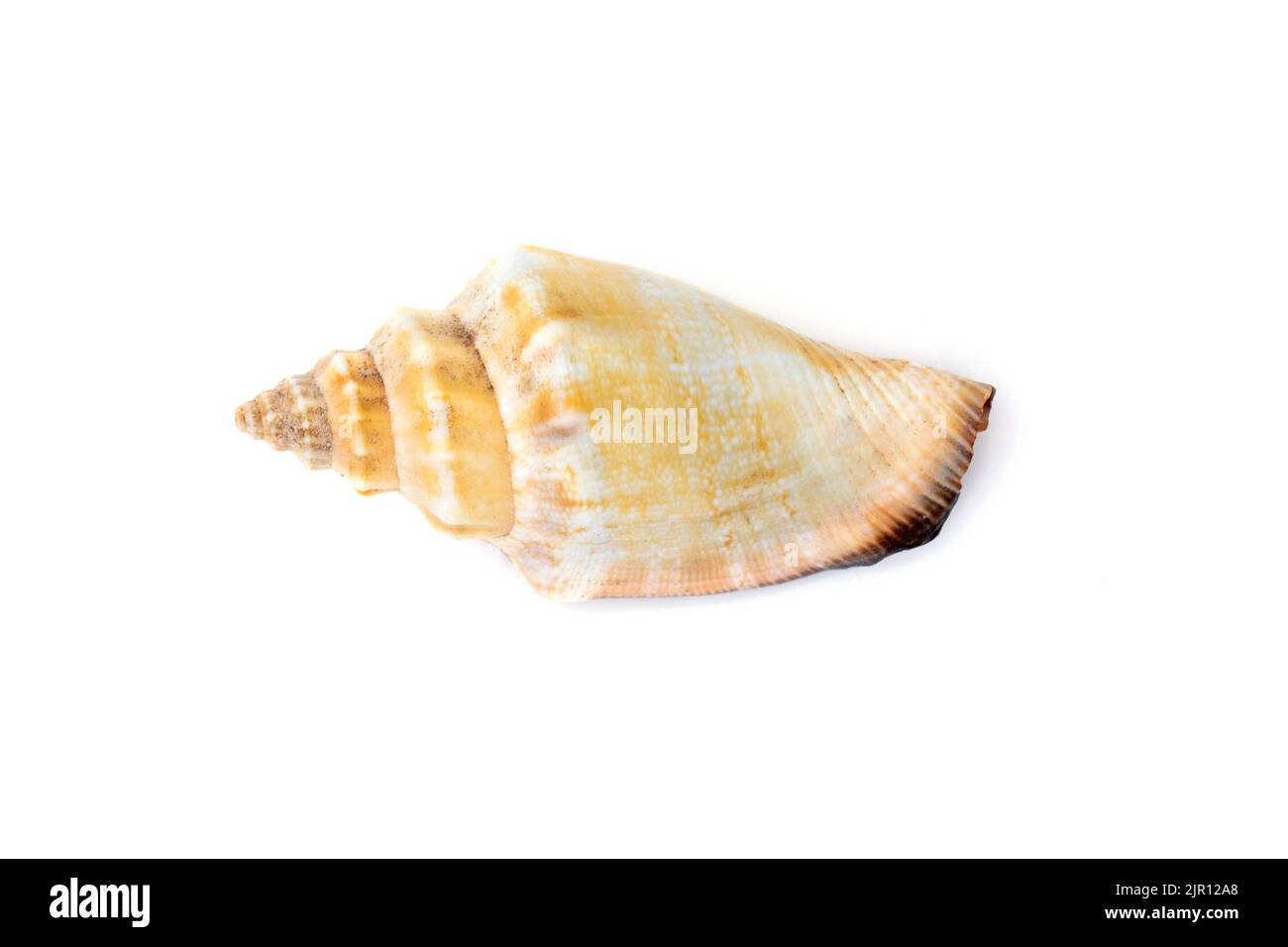 Immagine di gusci di mare strombus urceus, canario urceus su sfondo bianco. Conchiglie marine. Animali sottomarini. Foto Stock