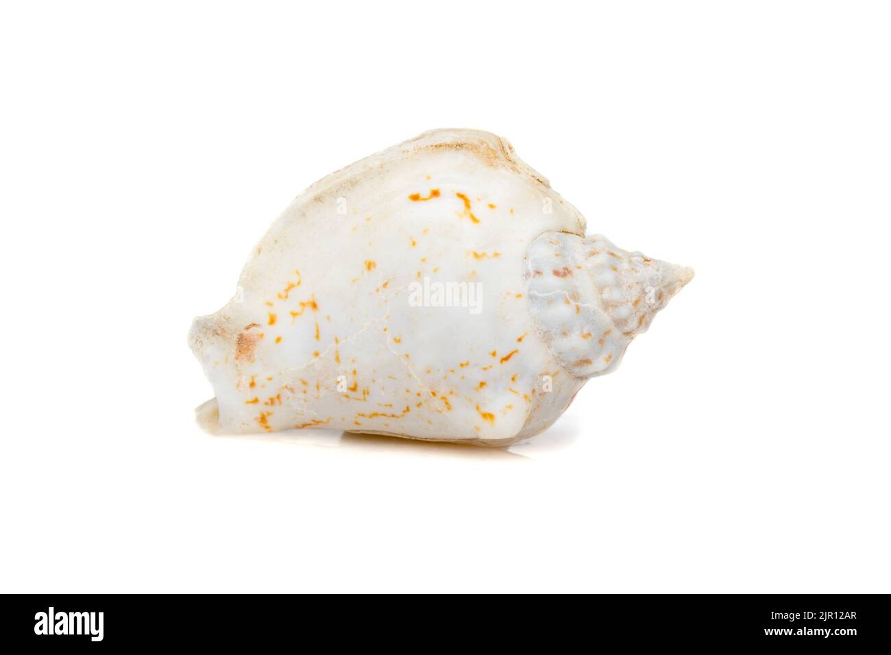 Immagine di conchiglie gobbate (Gibberulus gibbosus) su sfondo bianco. Animali sottomarini. Conchiglie marine. Foto Stock