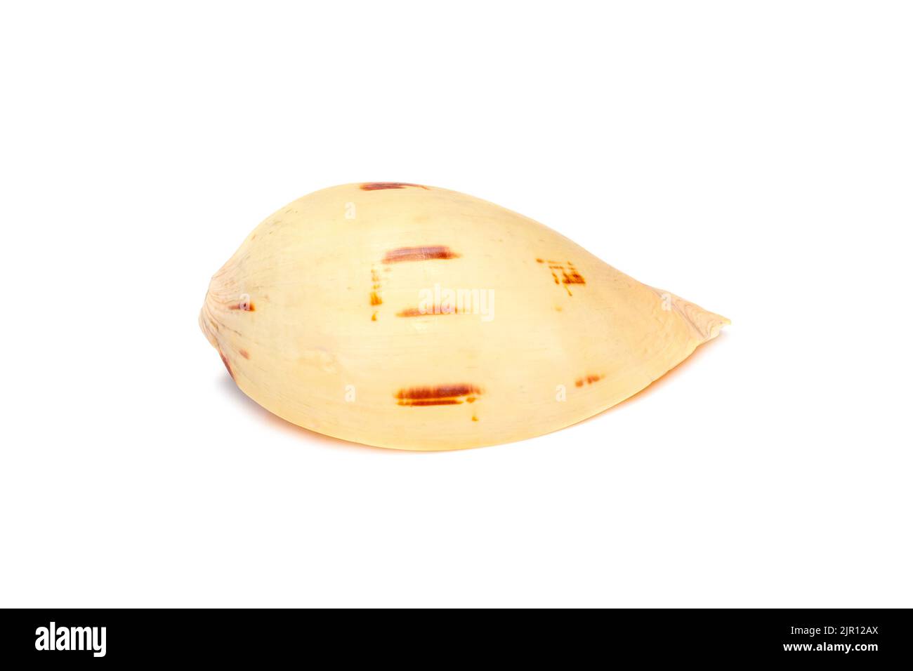 Immagine delle conchiglie melo melo su sfondo bianco. Animali sottomarini. Conchiglie marine. Foto Stock