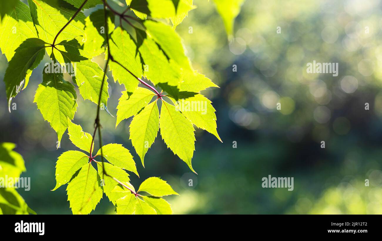 foglie verdi soleggiate e sfondo verde sfocato nella soleggiata serata estiva (focalizzazione sulle foglie in primo piano) Foto Stock