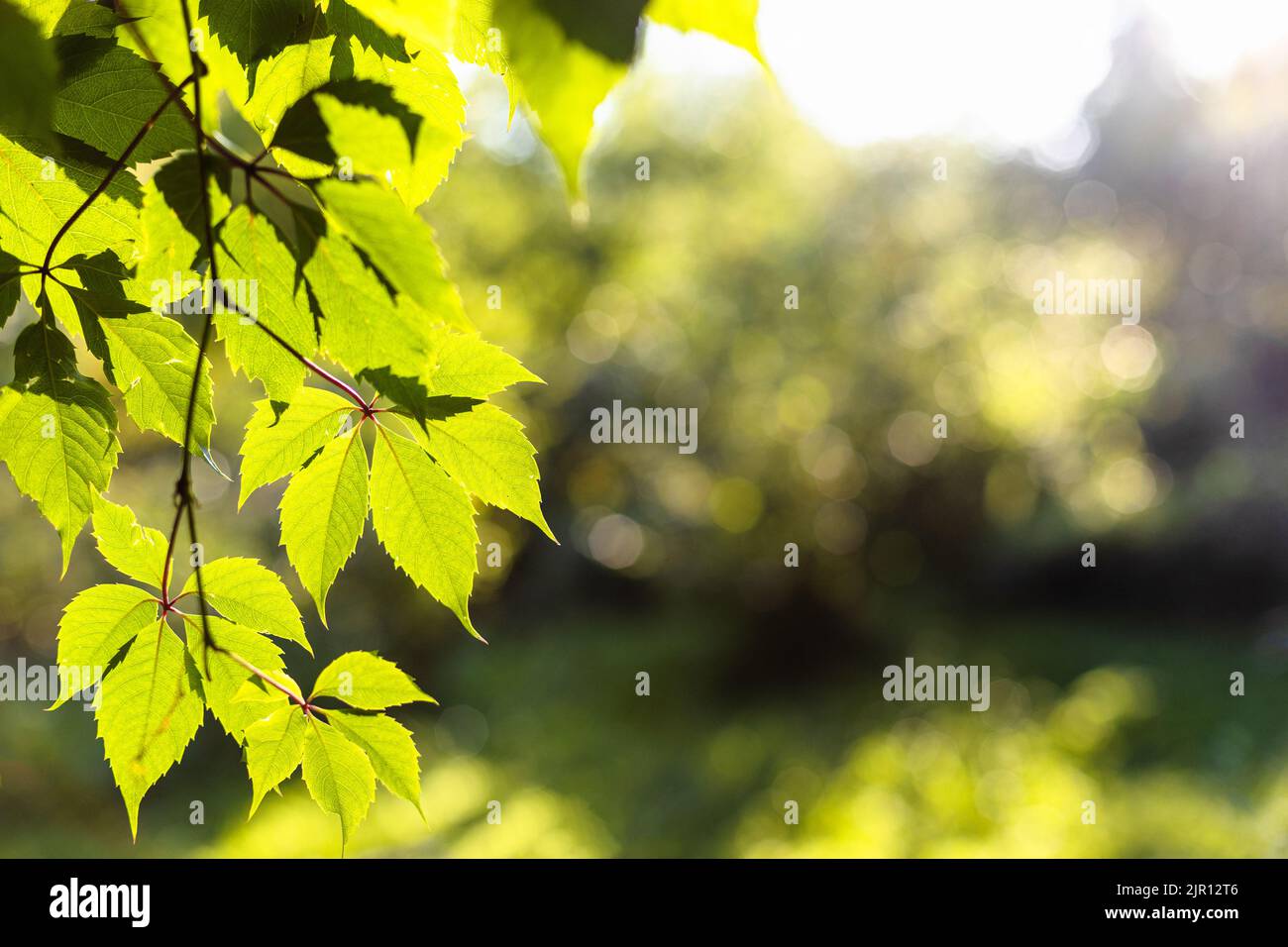foglie verdi illuminate dal sole al tramonto e alberi verdi sfocati sullo sfondo nella soleggiata serata estiva (focalizzazione sulle foglie in primo piano) Foto Stock