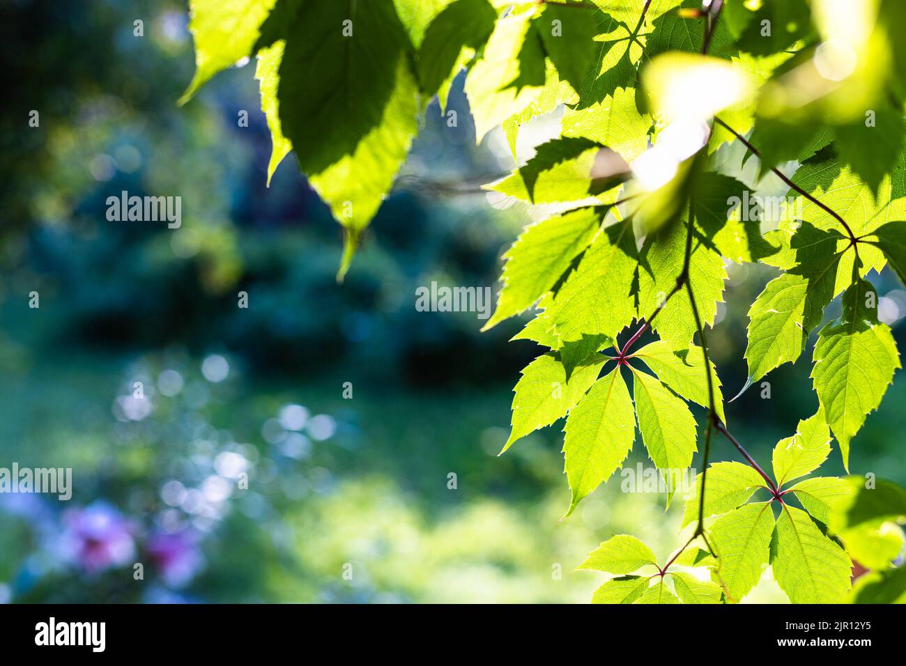 foglie verdi illuminate dal sole al tramonto e giardino sfocato sullo sfondo in estate sera crepuscolo (focalizzazione sulle foglie in primo piano) Foto Stock