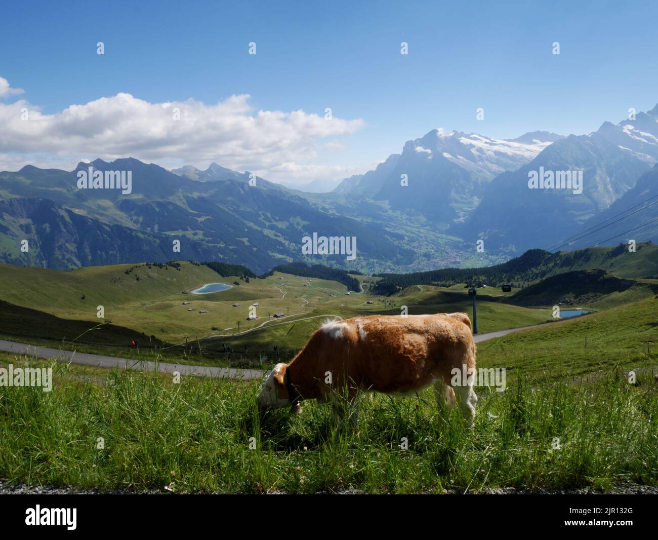 Mucche pascolano a Mannlichen, Wengen, Oberland Bernese, Svizzera. Il villaggio di Grindelwald si trova in lontananza. Foto Stock