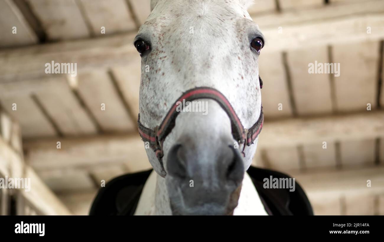 ritratto di un cavallo bianco, primo piano di una museruola di un cavallo. Il cavallo guarda direttamente nella macchina fotografica. Nelle scuderie. Foto di alta qualità Foto Stock