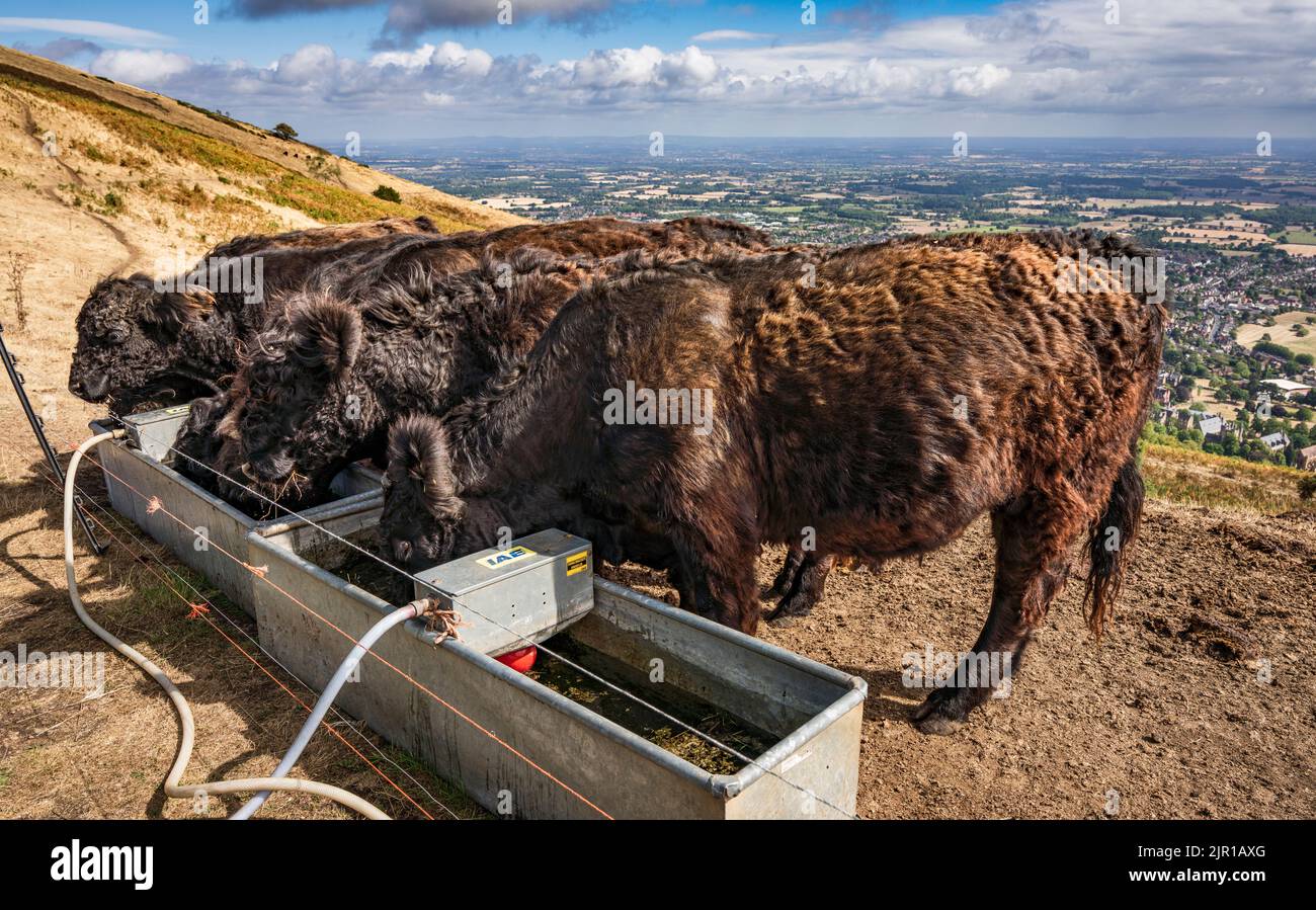 Bestiame delle Highland che beve da un trogolo sulle colline di Malvern, Worcestershire Foto Stock