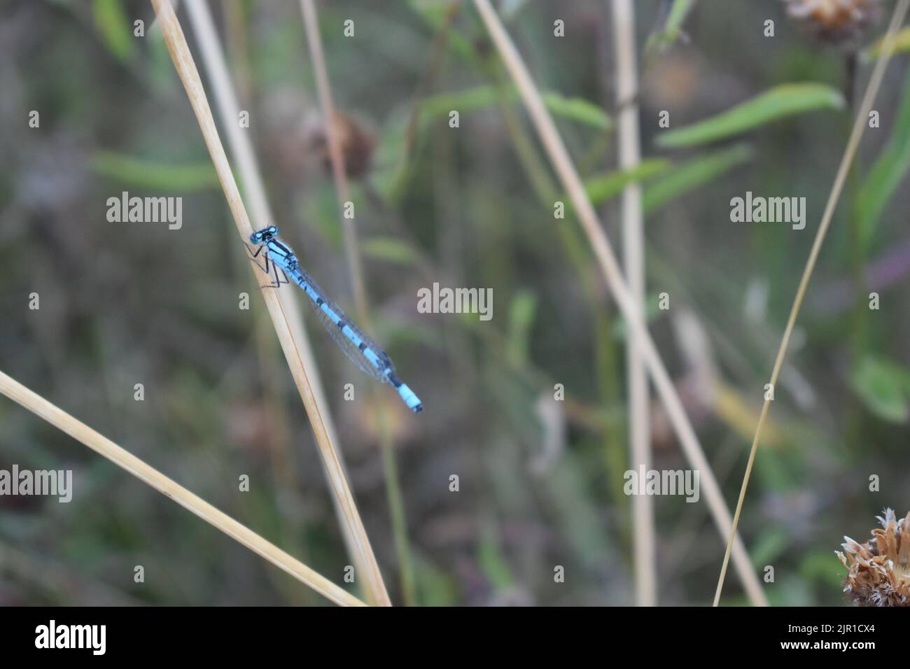 Damselfly blu comune (Zygoptera) che riposa su una canna con copyspace. Foto Stock