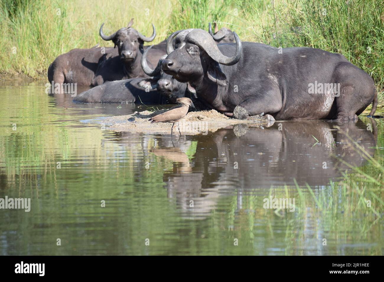 Buffalo che riposa e riflette nel fiume senza preavviso di Hamerkop Foto Stock