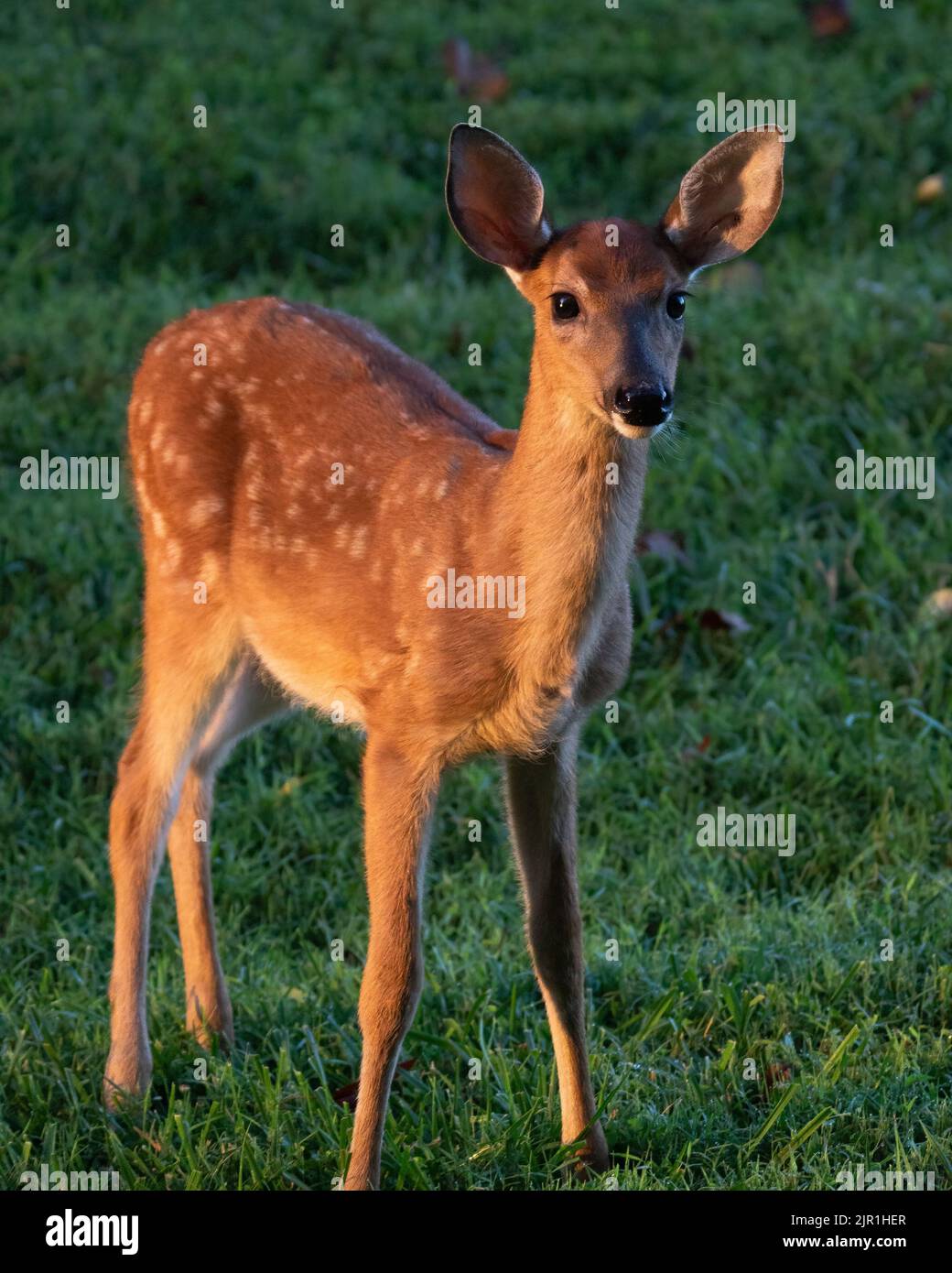 Fawn dalla coda bianca Foto Stock