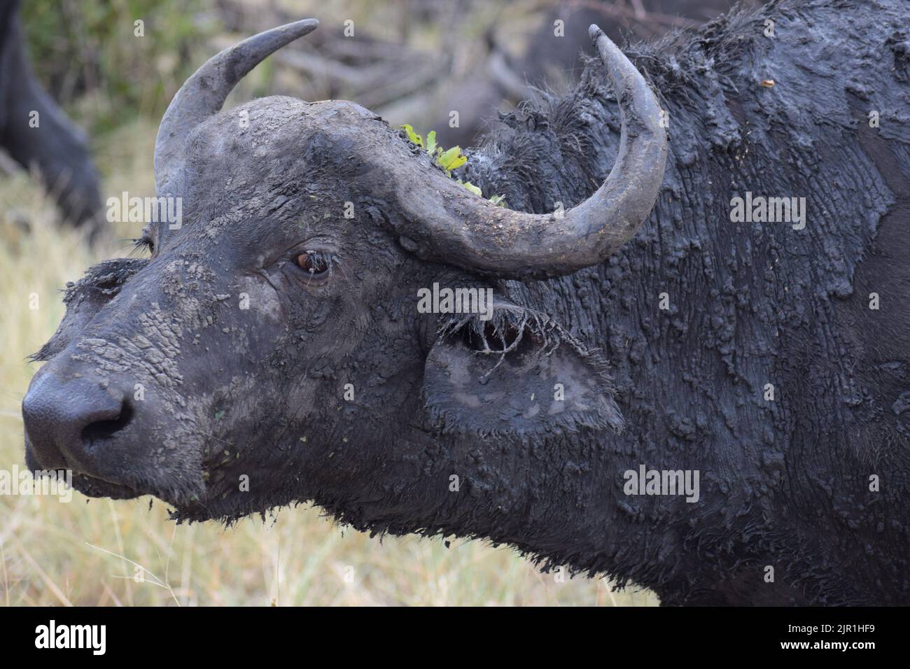 Bufala coccata di fango, mantenendo il suo fresco in una giornata calda. Foto Stock