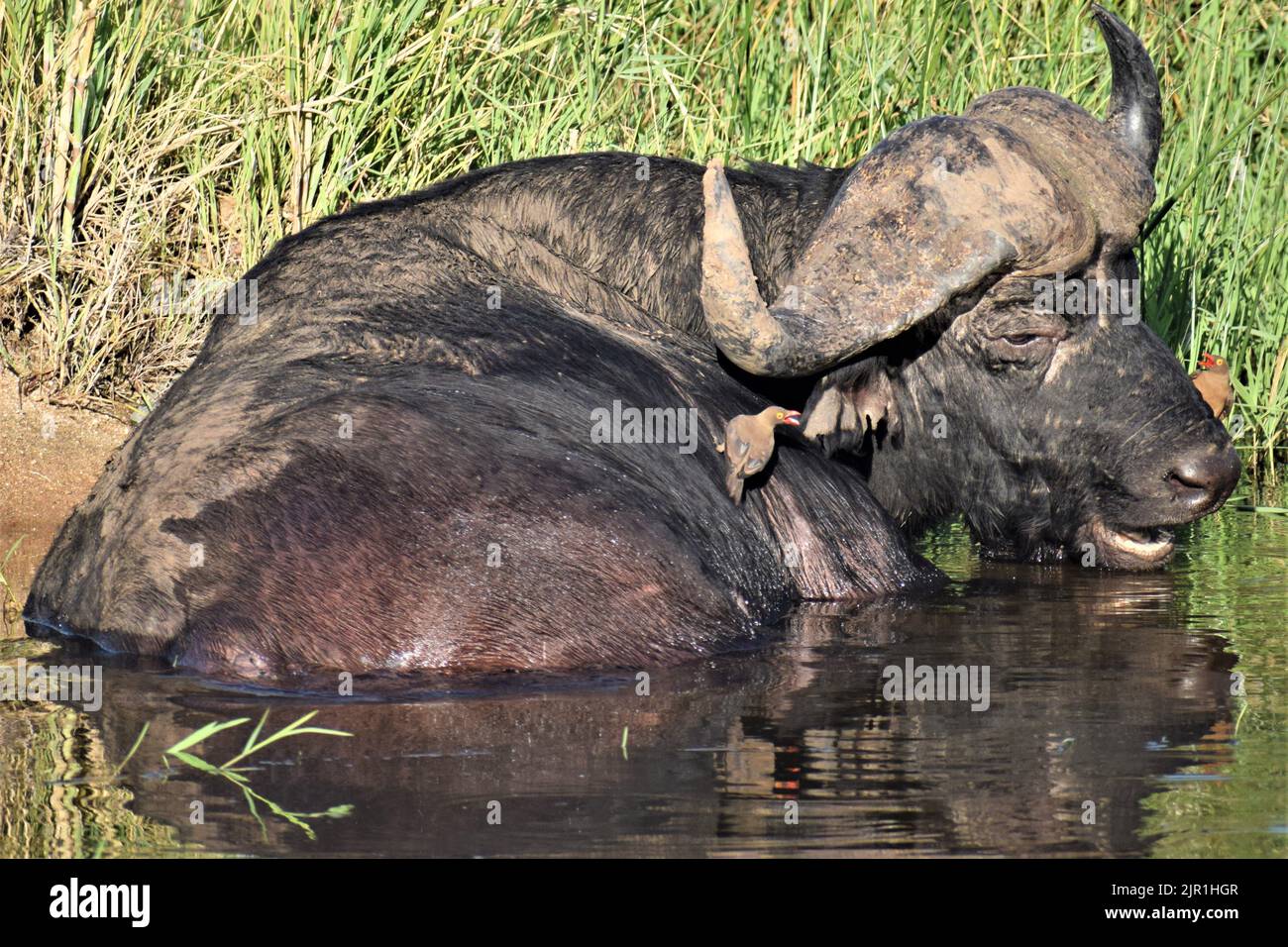 Bufala che si crogiolava nell'acqua, disturbata dagli oxpeckers Foto Stock