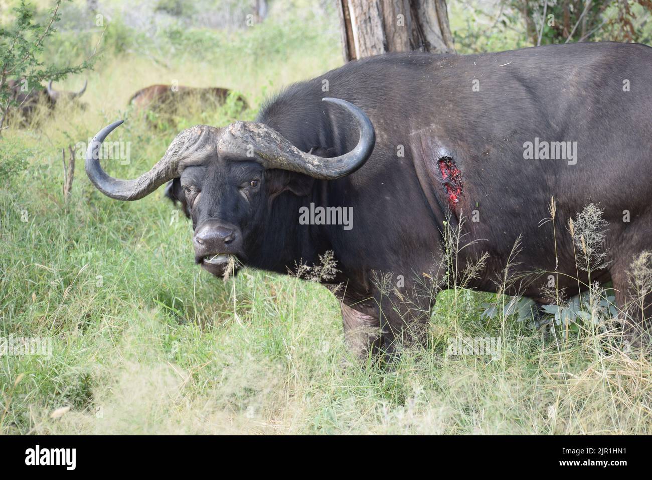 Bufalo ferito che mostra tenacia e che si fa avanti con la vita. Foto Stock