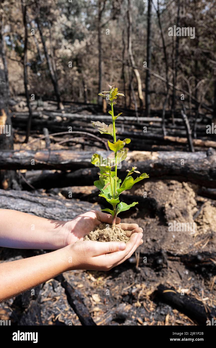 Mani di un giovane con una quercia che si insita in una foresta bruciata, Francia Foto Stock
