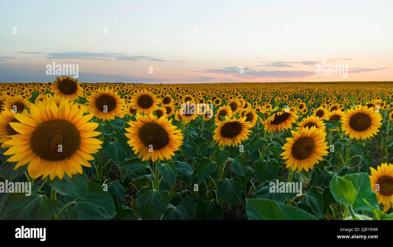 Paesaggio rurale di campo di girasoli dorati fiorenti, mentre il tramonto in Ucraina Foto Stock