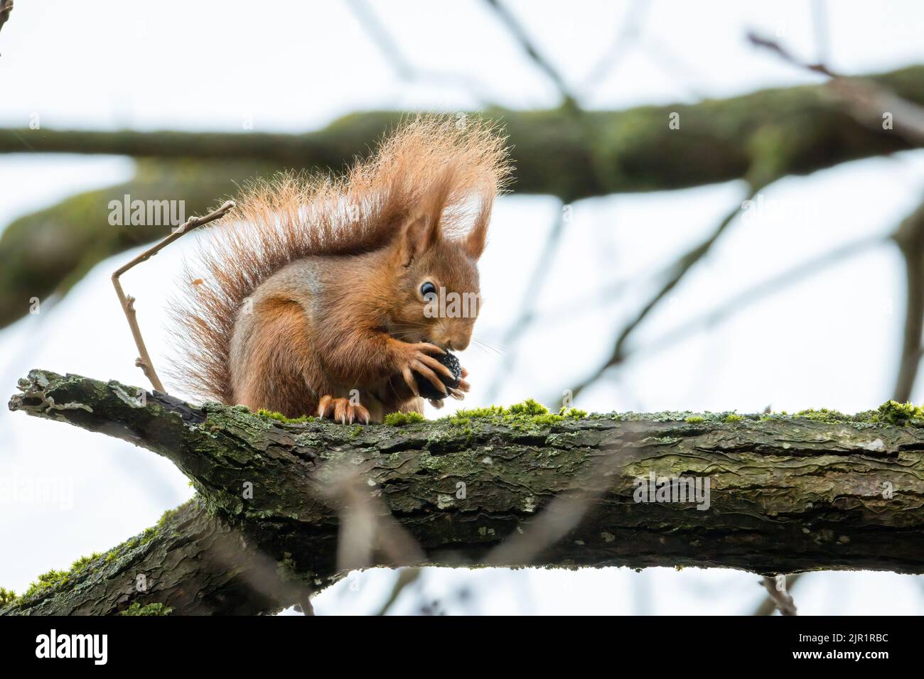 Un poco profondo colpo di scoiattolo rosso adorabile mungendo sulla noce in piedi su un ramo Foto Stock