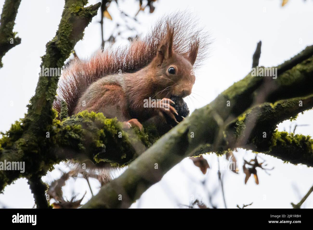 Un tiro basso angolo di adorabile scoiattolo rosso che munge sulla noce in piedi su un ramo Foto Stock