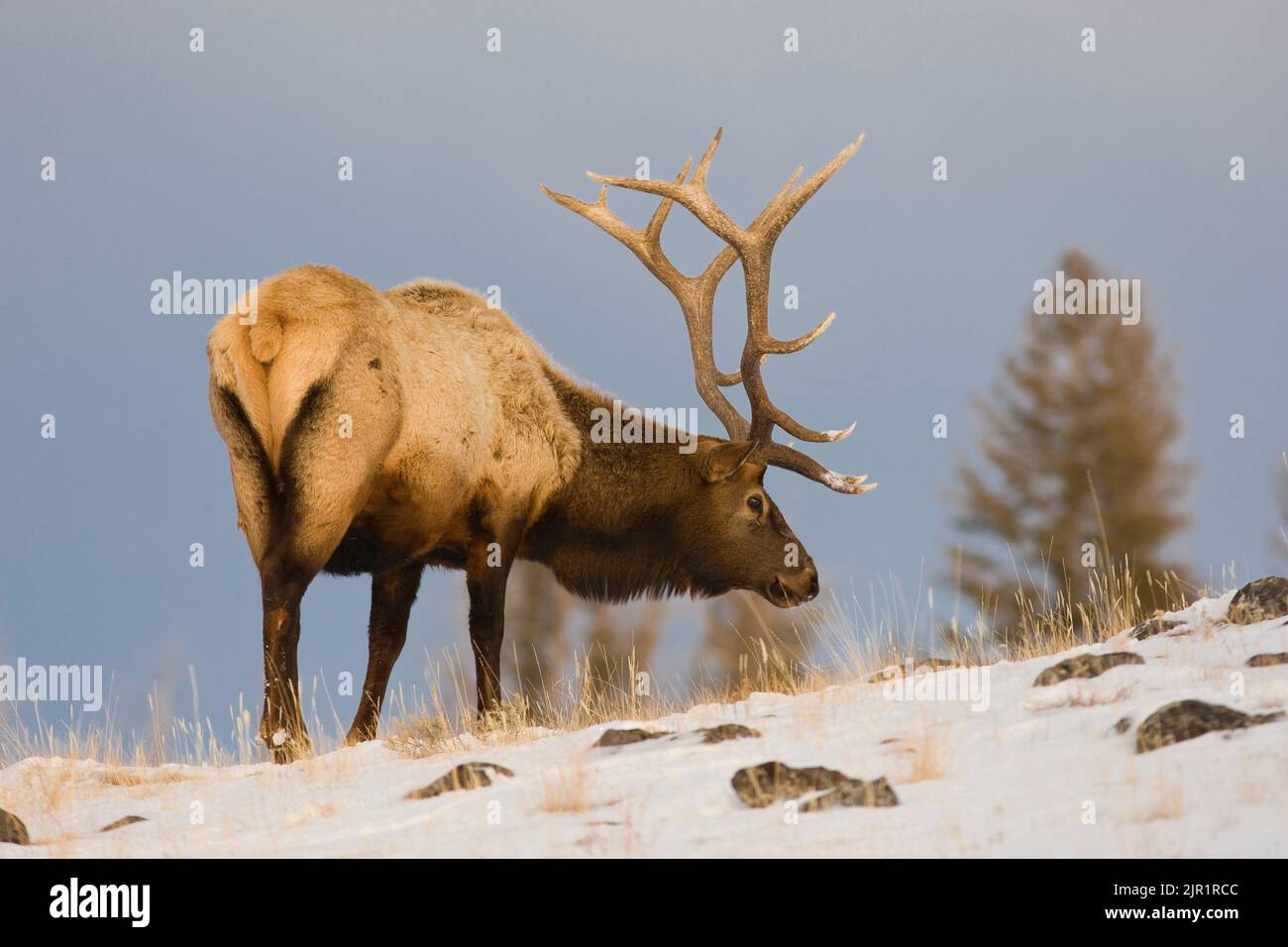 Alce di toro (Cervus canadensis) che foraggio nella neve Foto Stock